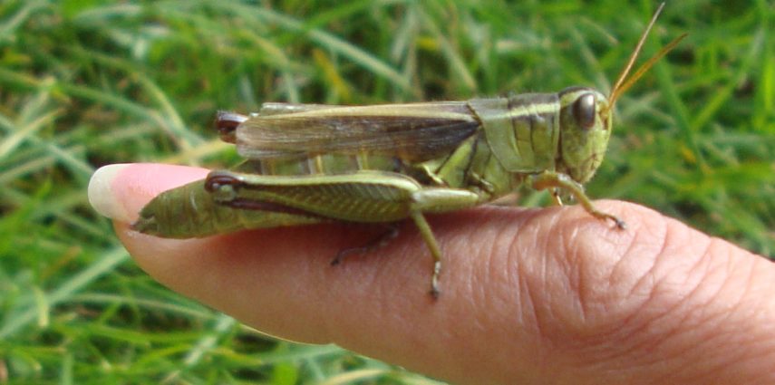 Photo credit: Sangita Iyer - This Grasshopper is comfortably sitting on my finger, making direct eye contact with me