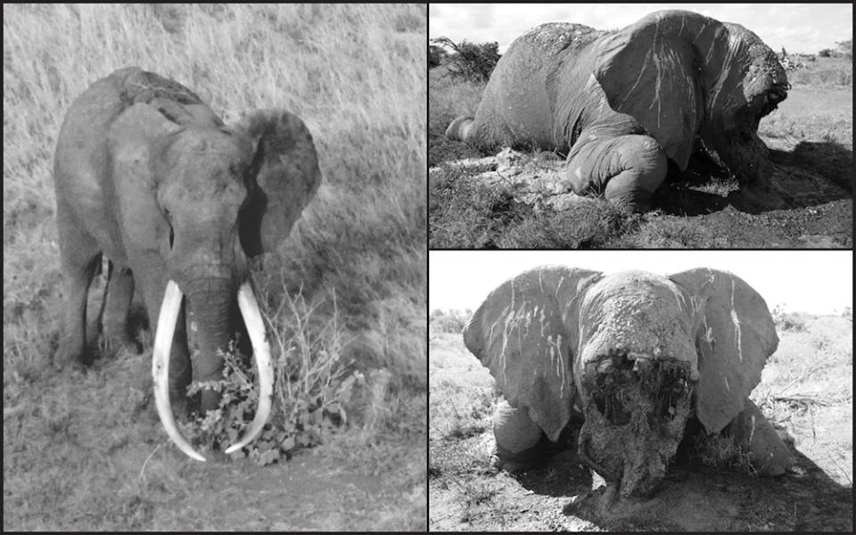 Sato's Tusks ruthlessly hacked after poachers darted several poisoned arrows into his body