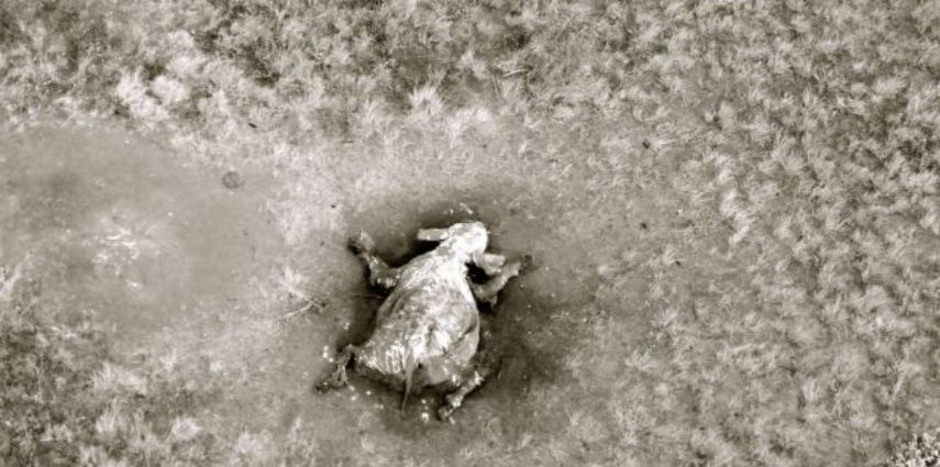 This aerial view, as Mark Deeble's aircraft hovered over Satao's body covered in bird feaces