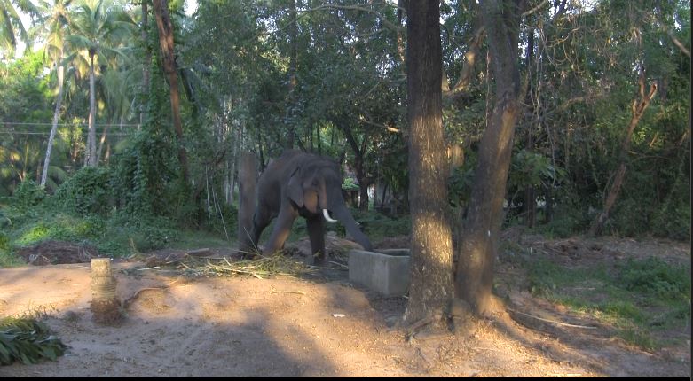 In this image the elephant is trying to reach the tiny cement tank for some water