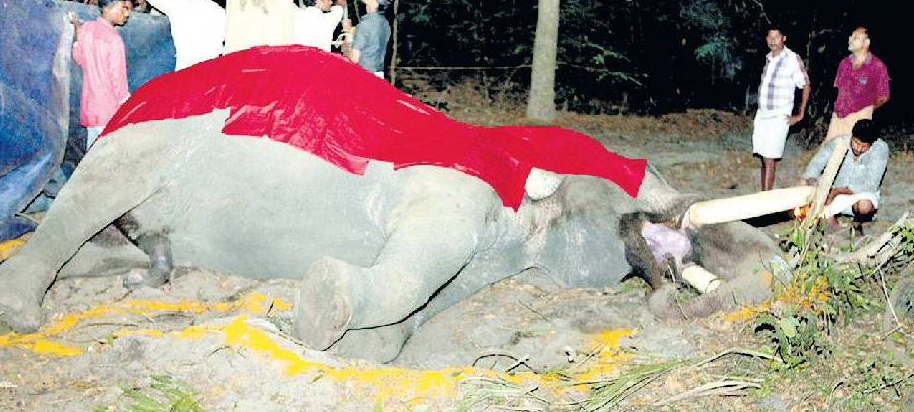 Tragic Death of a Gentle Giant; Photo: Heritage Animal Task Force (HAFT)