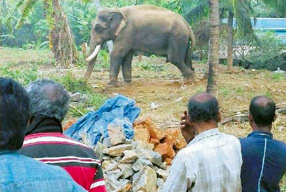 All four legs shackled to palm trees, Arjunan is deprived of his basic needs. Photo credit: HATF