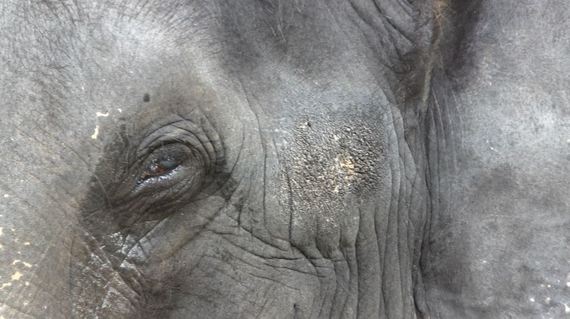 Lakshmi was tortured to blindness because she was hungry and "stole" her mahout's food