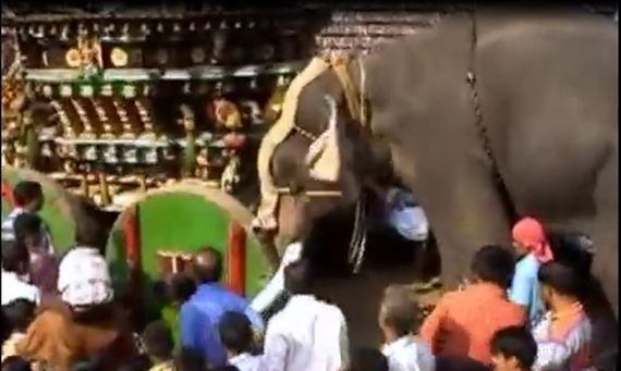 A Bull Elephant Forced to Push a Chariot Weighing 10 Tons Photo: V. K. Venkitachalam, Secretary, Heritage Animal Task Force