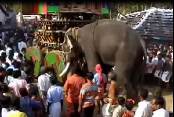 People Rejoice as the Poor Elephant Struggles to Push the Massive Chariot Photo: V. K. Venkitachalam, Secretary, Heritage Animal Task Force