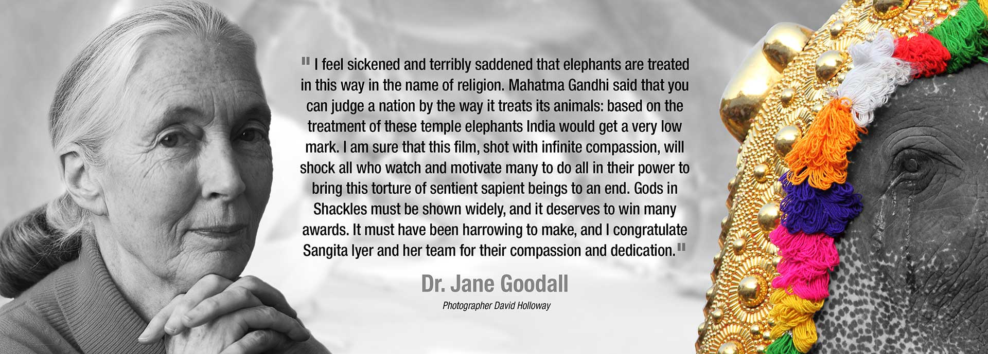 godsinshackles-janegoodall-endorsement