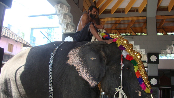 This is Lakshmi in November 2015, getting ready for temple rituals