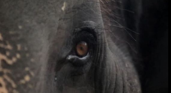 Lakshmi staring right at me with her gorgeous honey brown eye in September 2014