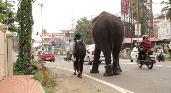 Lakshmi Pauses after seeing a dead cat on our way to the temple Photo Credit: Gods in Shackles movie still shot - Tony Azios (Cinematographer)