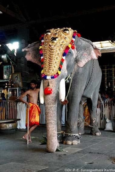 Guruvayur Padhmanabhan Photo Credit: HATF