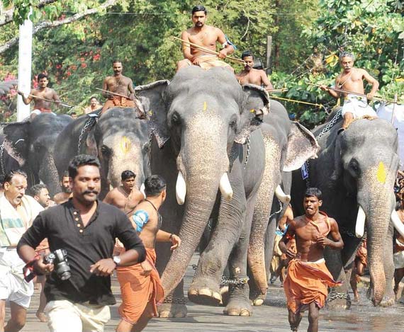 temple elephant abuse
