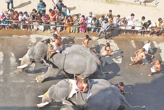 Temple elephants being abused