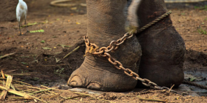 GURUVAYUR, KERALA, INDIA - DECEMBER 03: Indian elephant in the Annakotta Sanctuary with legs in chains, which is dedicated to the Sri Krishna Temple on December 03, 2011 in Guruvayur, Kerala, India. (Photo by EyesWideOpen/Getty Images)