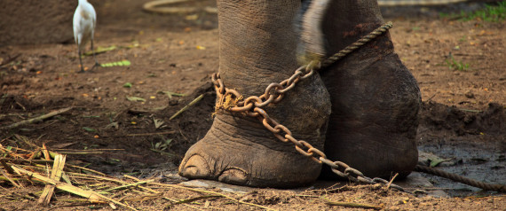 GURUVAYUR, KERALA, INDIA - DECEMBER 03: Indian elephant in the Annakotta Sanctuary with legs in chains, which is dedicated to the Sri Krishna Temple on December 03, 2011 in Guruvayur, Kerala, India. (Photo by EyesWideOpen/Getty Images)