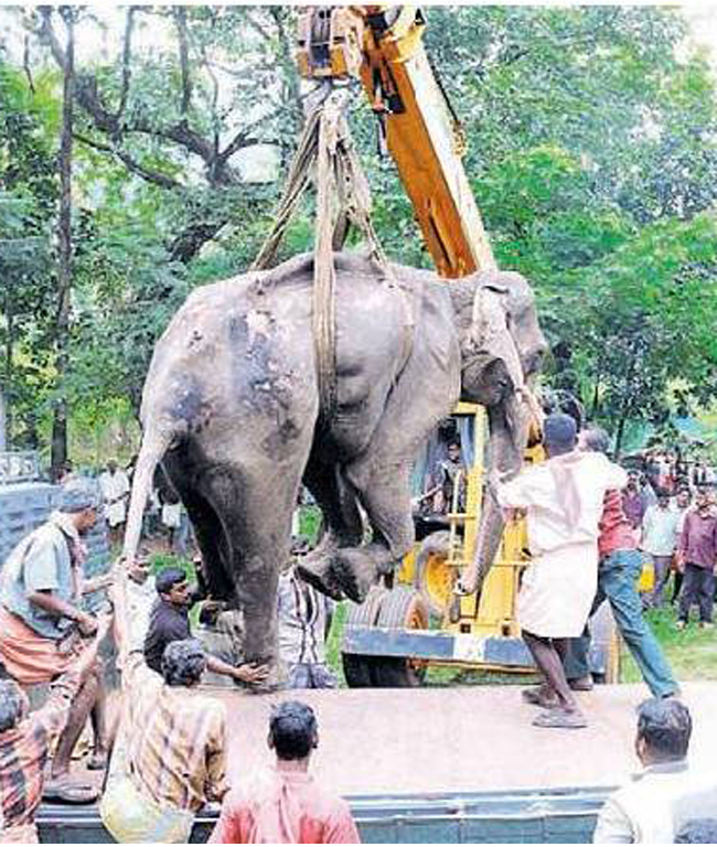 Female Adult Elephant Succumbed to Fire Burns and Internal Trauma

Photo: courtesy Mr. Venkitachalam