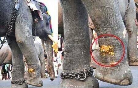 This image speaks volumes about elephant welfare in Kerala

Photo Credit: Venkitachalam, Secretary, HATF