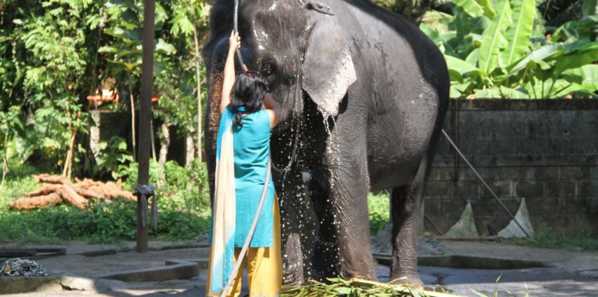 Elephants have no sweat glands. In order to maintain their average body temperatures at about 37 degrees Celsius, they soak themselves in rivers or lakes in the wild. But in captivity they need to be hosed frequently otherwise the body temperature could rise up to as high as 90 degrees Celsius, high enough to kill the animal.