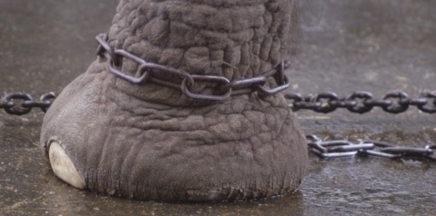 Closeup of a circus elephant's (elephantus) chained foot.
