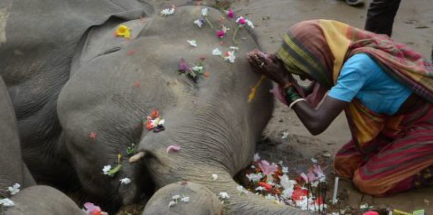 An Indian villager offers prayers over the bodies of two female elephants after they were electrocuted next to an electricity pole at Kiranchandra Tea Garden, on the outskirts of Siliguri, on September 10, 2016.
Two female elephants were found near a electricity pole where they seem to have been electrocuted, a forest official said. / AFP / DIPTENDU DUTTA        (Photo credit should read DIPTENDU DUTTA/AFP/Getty Images)