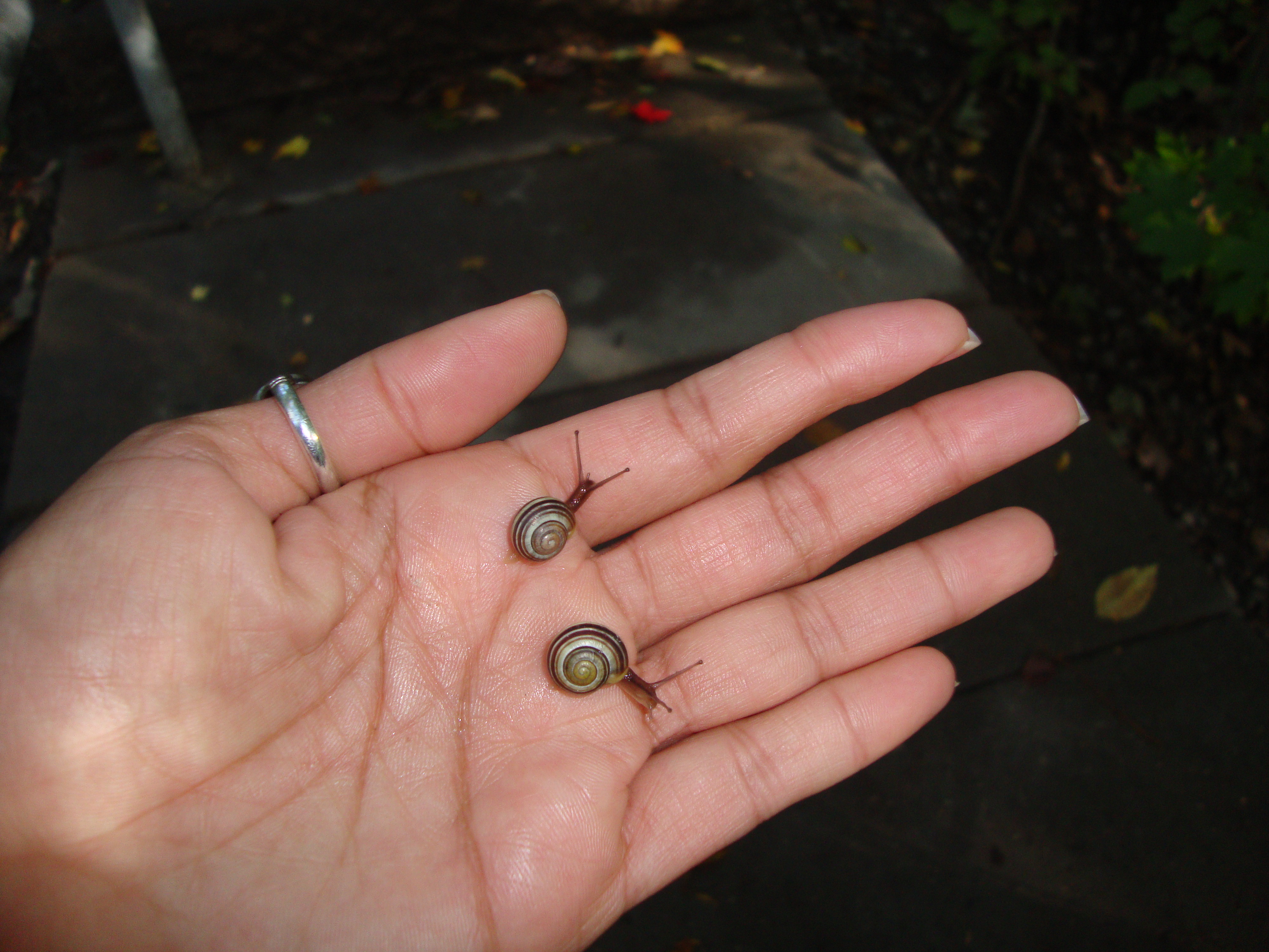 Photo credit: Sangita Iyer - I love my walks in the woods, hold snails in my palm and feel their tickle