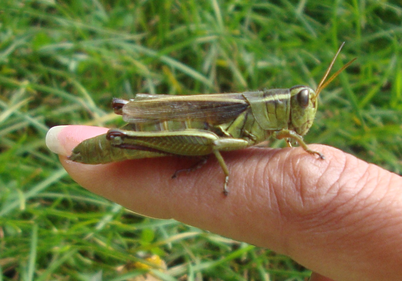 Photo credit: Sangita Iyer - This Grasshopper is comfortably sitting on my finger, making direct eye contact with me