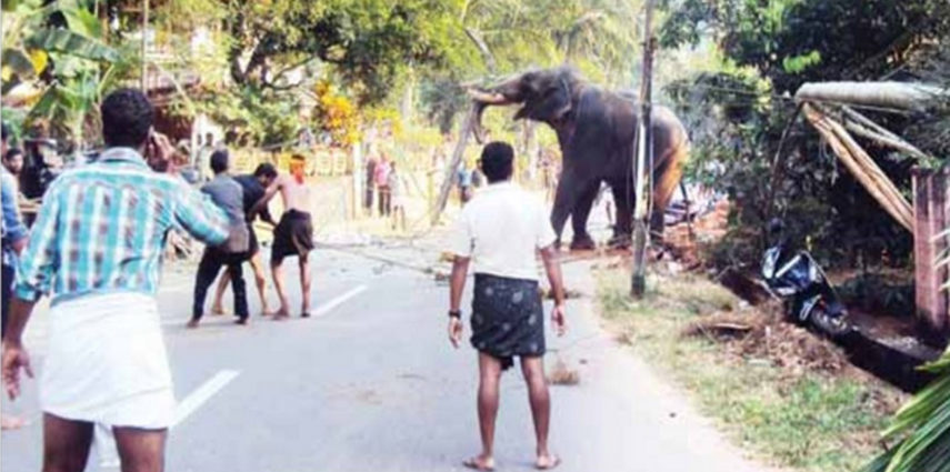 The festival season for humans is a season of torture for elephants in Kerala. The cultural celebrations have barely begun in that Southern state of India, and five elephants have already run amok in the past two days.

A handler has been seriously injured and hospitalized, after a temple elephant in Kannur District ran amok, and created panic for six hours. The furious animal ran out of control as it toppled electric posts, trees and smothered all objects on its path, inflicting injuries on its own body.