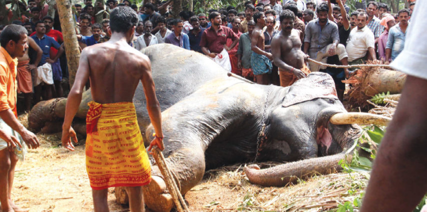 Death and devastation of the poor and defenseless has become a cultural norm in Kerala. And even as people and elephants are dying in stampedes at an alarming rate, the masses continue to cling on to their misguided myths.

Four elephants and six people have died in almost 220 incidents of stampedes over the past three months this year. The most recent casualty was a 55-year-old bull elephant, Keshavankutty owned by the infamous Guruvayur temple, a popular rental that fetched a significant amount of money for parading in cultural festivals.