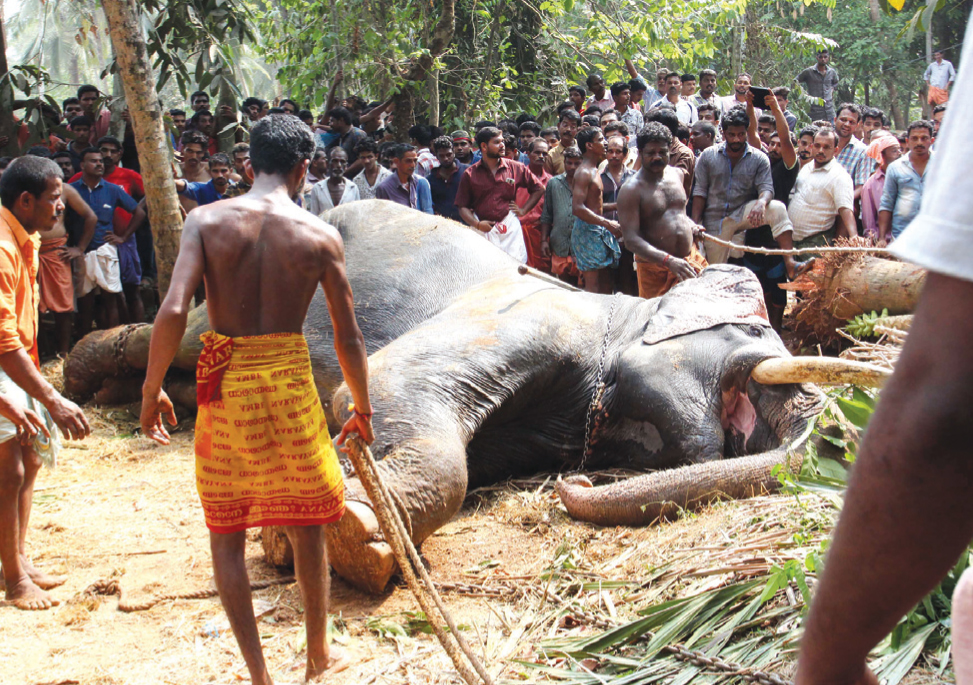 Defenseless Vedakkumnathan Ganapathy after his capture; Photo: HATF