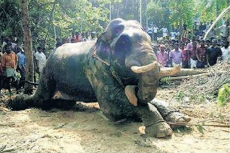 The elephant was captured and tortured, as the crowd looks on; Photo: HATF