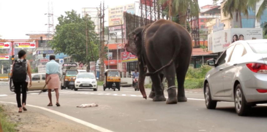 Elephant owners, including temples in Kerala have come under intense scrutiny after illegal ivory traders confessed that they bought tusks of captive elephants from the state. A popular daily in India reports, one of the traders was arrested in New Delhi, after law enforcement authorities raided his home and seized 487 kilos of ivory worth more than 120,000,000 Indian Rupees i.e. $1.8 million USD.