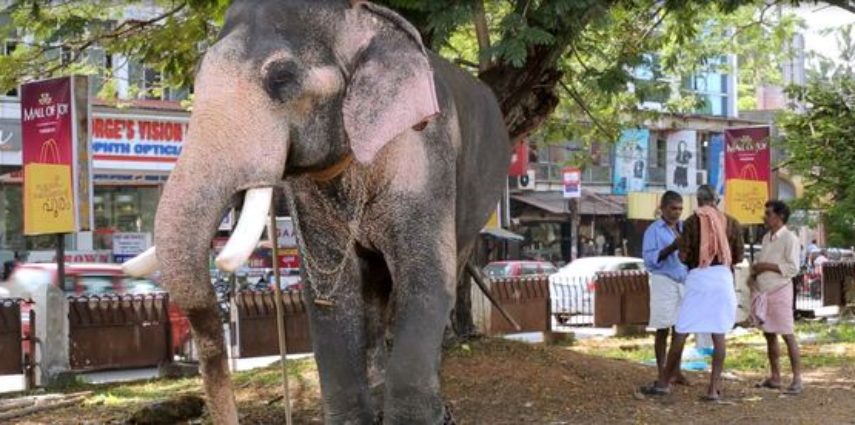 The fate of an elephant named Thiruvambadi Ramabadhran hangs in the balance. His trunk is paralyzed. Unable to eat or drink he stands helplessly, as his handlers are engaged in their own chats. To make matters worse, he has contracted infectious foot and skin diseases, and has been placed in solitary confinement. He is shackled day and night, forced to stand on his own urine and excrement, his foot rot worsening by the day and pus continuing to ooze from his body wounds.