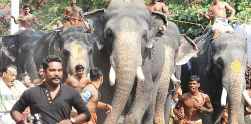 Just imagine walking bare-footed on melted tar roads under a scorching sun and intense heat for one hour, and then forced to run for three hours in shackled legs. You are given no food or water for the duration of the six hours. Well, this is exactly what happened to some elephants near the world renowned Guruvayur temple in Kerala...