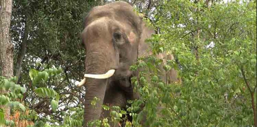 Most elephants used in Kerala's festivals are males. They are being robbed of their basic right to mate, tethered 24/7 for 3-4 months during their musth period. This has skewed the sex ratio of wild elephants, with 1:80 male and female ratio in some places, which could cause inbreeding, genetic issues, and deformities.

Musth is an annual cycle that causes dramatic spike in their energy levels, and pushes their testosterone levels up to a 100%, making them dominant and aggressive.