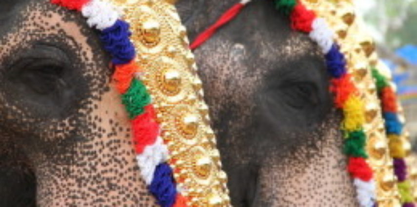 Something sinister is unfolding, as preparation for this year's Trissur Pooram gets underway. The two main host temples --the Vedakkumnathan Devaswom and Thiruvambaadi Devaswom -- will be parading a baby elephant each from April 24th through the 28th starting 8:00 a.m. to 9:00 p.m. During those four days the two babies will be paraded door-to-door to collect money. Essentially these elephants will be forced into child labour and beg for the temples' coffers.