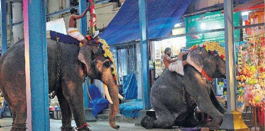 Recently a temple in Kerala turned into a battleground after two elephants clashed and literally locked heads, causing panic among the worshipers and inflicting serious injuries to each other.

The elephant that provoked the fight, 